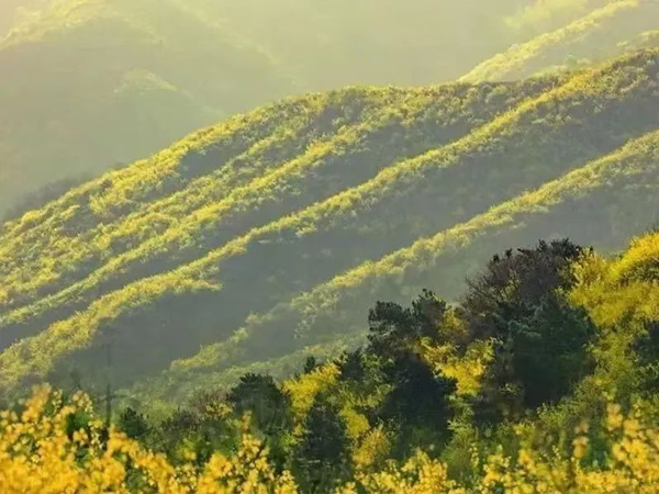 山西春花5_副本.jpg