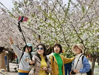 Shanxi spring flower viewing guide